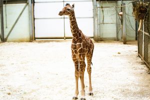 ZSL Whipsnade Zoo Welcome Baby Giraffe